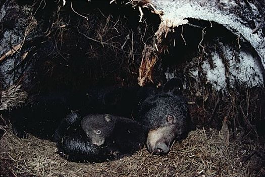 黑熊,美洲黑熊,母兽,冬眠,幼兽,明尼苏达