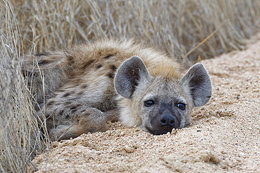 斑鬣狗,幼兽,躺着,边缘,土路,一半,睡觉,克鲁格国家公园,南非,非洲