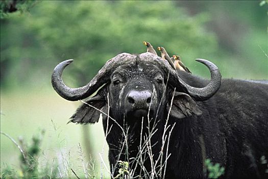 南非水牛,非洲水牛,三个,栖息,头部,非洲