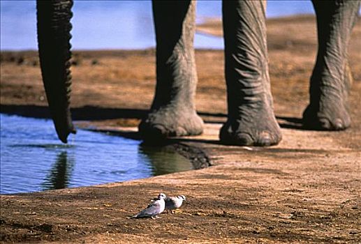 大象,喝,水坑,肯尼亚