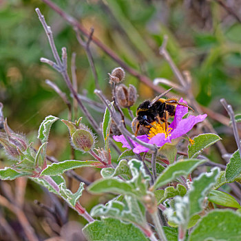 蜜蜂,克里特岛,岩蔷薇