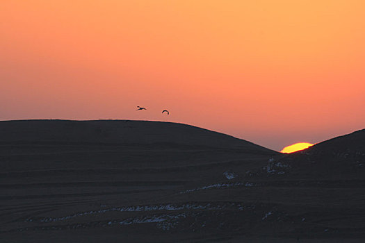 日出时飞翔黑颈鹤的剪影