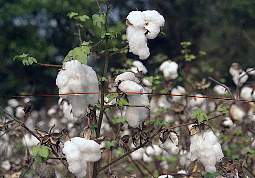 棉花,地点,盛开,两个,品种,孟加拉,上方,世界,品质