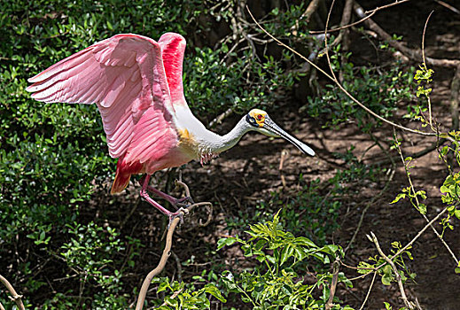 粉红琵鹭,翼,德克萨斯,美国