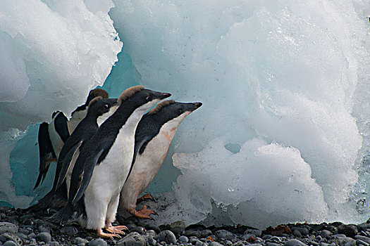 南极,布朗布拉夫,幼小,阿德利企鹅,冰山