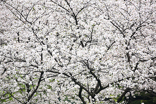 樱花,洁白,白色,纯洁,春天,阳光,烂漫