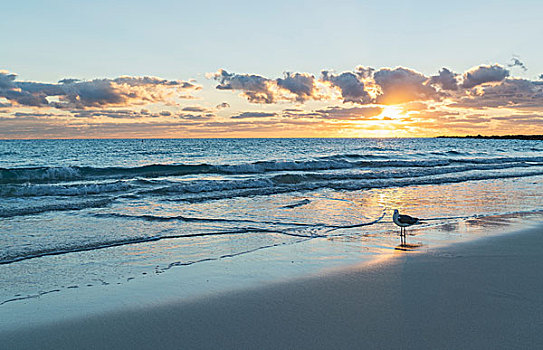 海鸥,迈阿密海滩,日出,佛罗里达,美国