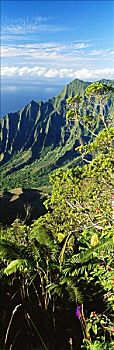 夏威夷,考艾岛,卡拉拉乌谷,漂亮,绿色,悬崖,茂密,热带,绿色植物