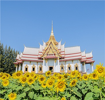 泰国,庙宇,向日葵地