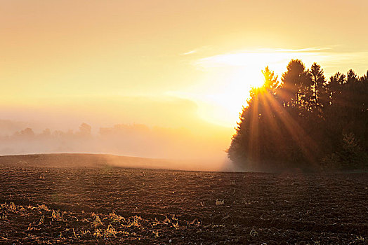 农田,晨雾,日出,莱茵兰普法尔茨州,德国,欧洲