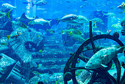 阿联酋迪拜棕榈岛,失落的空间,水族馆水母世界
