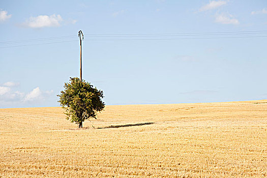 树,小麦田