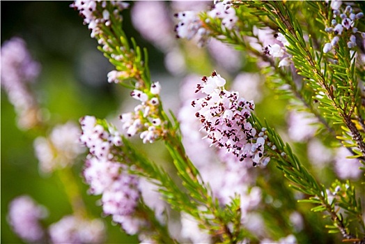 淡粉色,石南,植物,花,特写