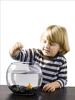 美国,犹他,男孩,2-3岁,看,金鱼,鱼缸