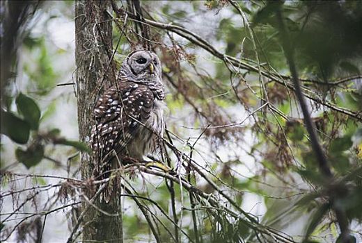 横斑林鸮,成年,栖息,保护区,佛罗里达,美国