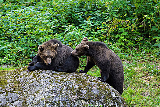 欧洲,棕熊,幼兽,玩,岩石上,巴伐利亚,德国