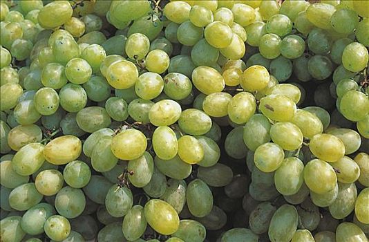 绿色,酿酒葡萄,水果,食物,葡萄酒,藤,白色,旧式,丰收