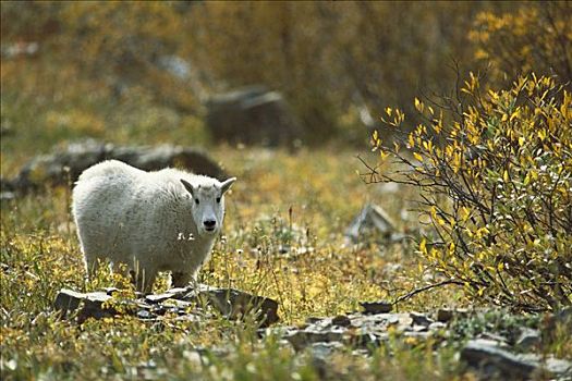 石山羊,雪羊,落基山脉,北美