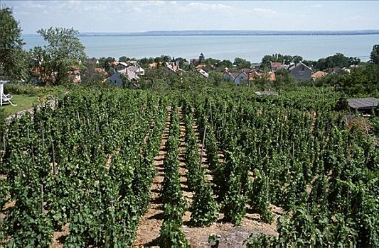 雷斯林葡萄酒,葡萄园,高处,巴拉顿湖,匈牙利