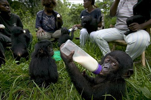 倭黑猩猩,孤儿,母兽,黑猩猩,刚果