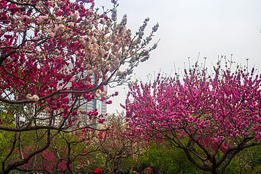 济南泉城公园的春天