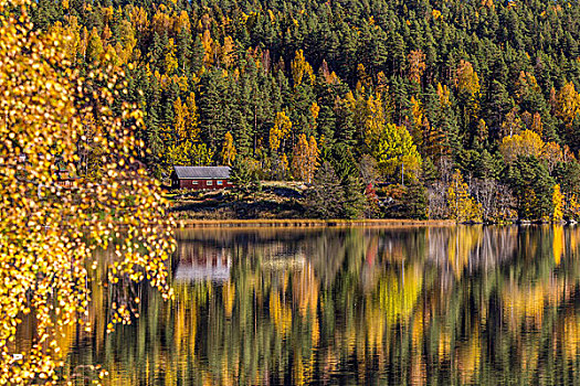 松树,小屋,反射,湖,挪威