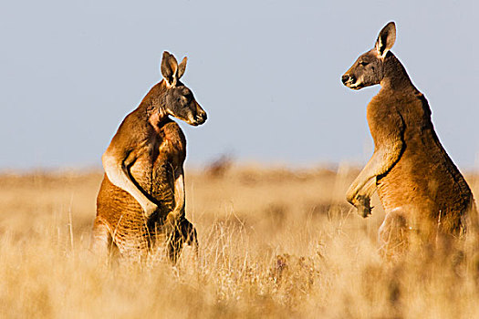 红袋鼠,面对面,争斗,上方,女性,国家公园,新南威尔士,澳大利亚