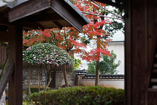 日本京都盛光院