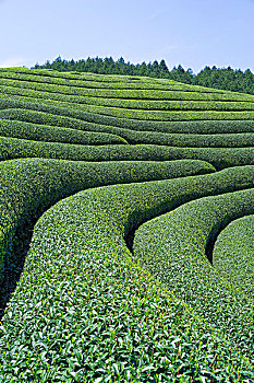 脊,茶叶,茶园,绿茶,京都府,日本