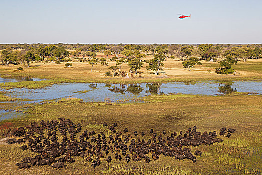 南非水牛,非洲水牛,牧群,湿地,区域,直升飞机,景色,飞行,航拍,奥卡万戈三角洲,莫雷米禁猎区,博茨瓦纳,非洲