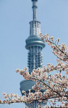 樱花,反对天空,树,塔,东京,日本