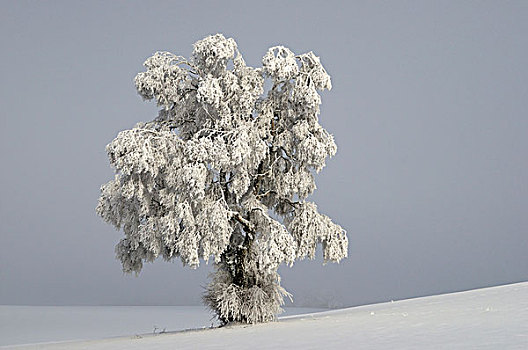银,桦树,遮盖,粗厚,白霜,霜,生物圈,巴登符腾堡,德国,欧洲