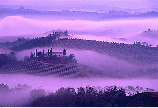 葡萄园,雾,黎明,托斯卡纳,意大利