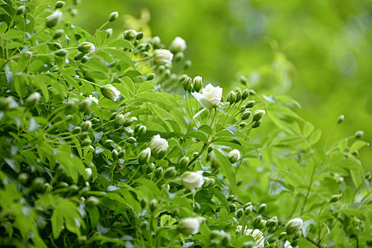 木香,木香花,白花,小白花