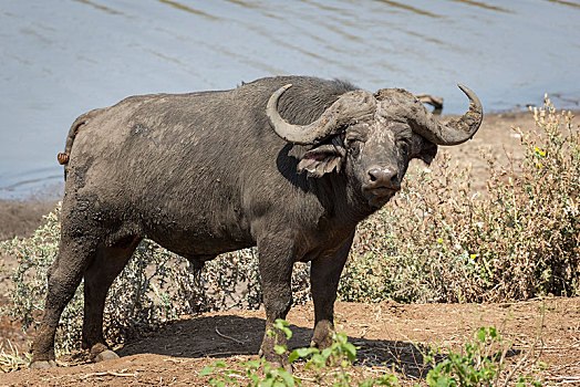 非洲水牛,克鲁格国家公园,南非共和国