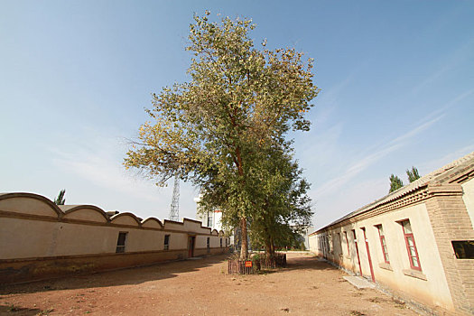 内蒙古巴彦淖尔盟磴口兵团博物馆知青种下的树