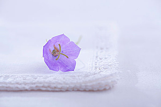 蓝花,白色,餐巾