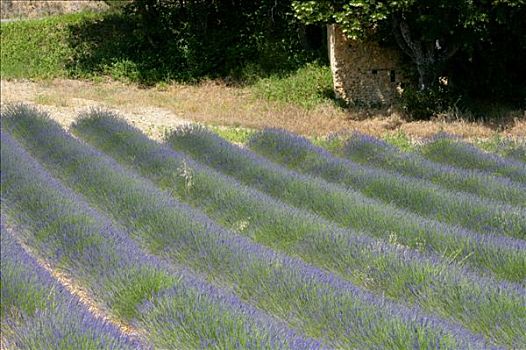 法国,上普罗旺斯,靠近,瓦伦索,薰衣草种植区