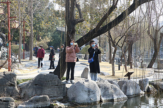 2月27日,在山东省临沂市兰山区王羲之故居,游客在拍垂柳