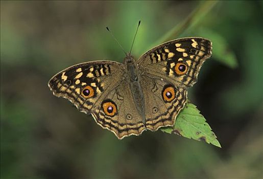 蝴蝶,盖奥拉迪奥,加纳,印度