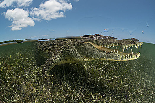 美洲鳄,鳄鱼,鳄属,影子,展示,牙齿,堤岸,墨西哥