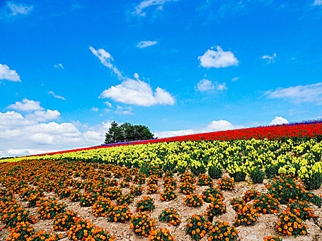 花圃,北海道,日本