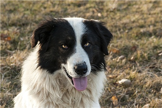 牧羊犬,头部