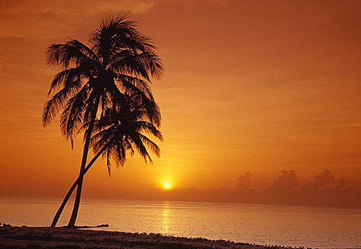 剪影,棕榈树,海滩,日落,巴拉科阿,古巴