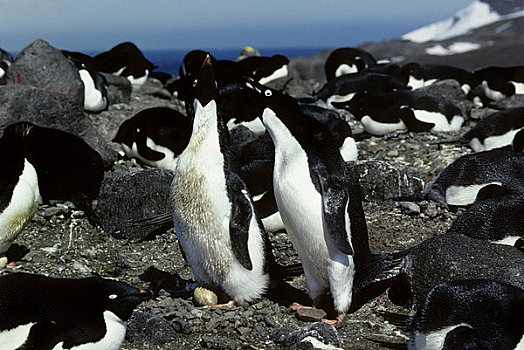 南极,乔治王岛,阿德利企鹅,培育,改变