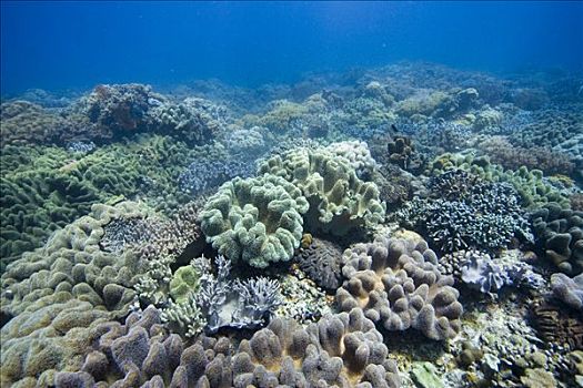 珊瑚礁,遮盖,蘑菇,软珊瑚,手指,皮革,菲律宾,太平洋