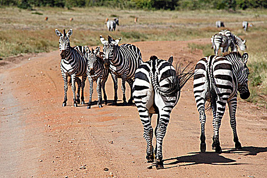 肯尼亚非洲大草原斑马-在路上
