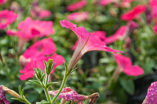 牵牛花喇叭花