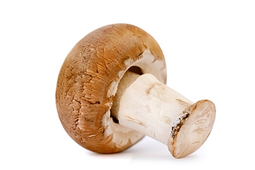 一个,褐蘑菇