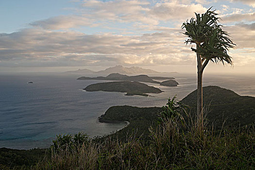 树,俯视,南方,太平洋,岛屿,斐济,大洋洲